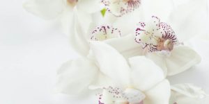 Доставка на любими цветя