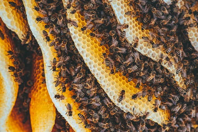 5 уникални продукта от пчелите: Медът е само върхът на айсберга